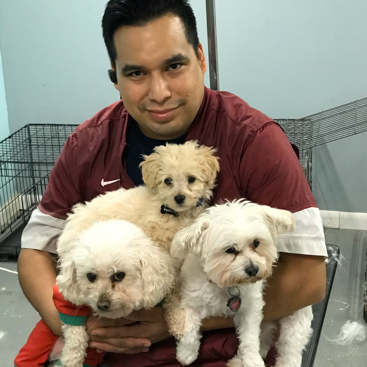 Alejandro, the groomer at Doggie Style, holding three small freshly-groomed dogs