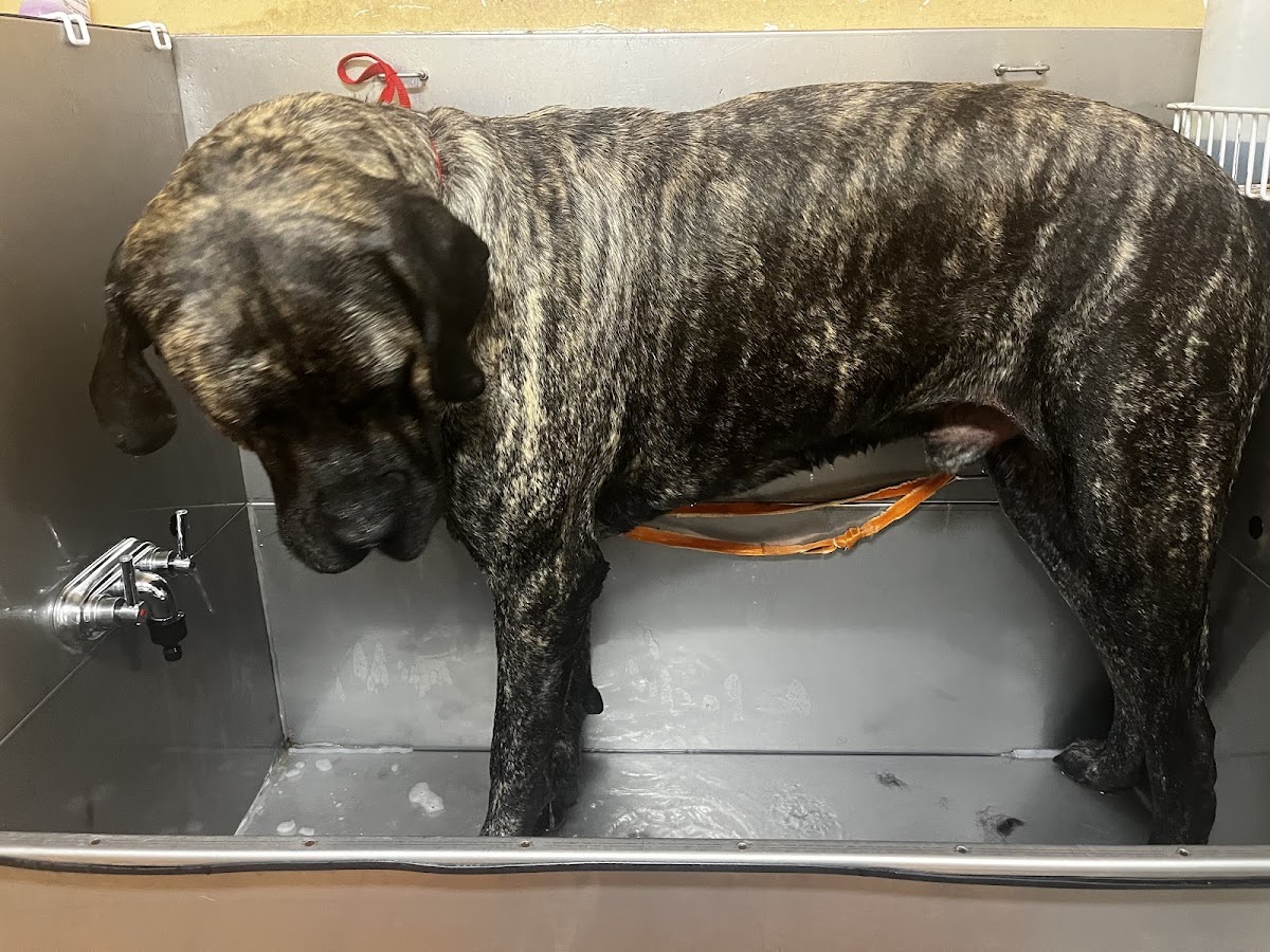 Brindle mastiff getting a bath in the grooming tub