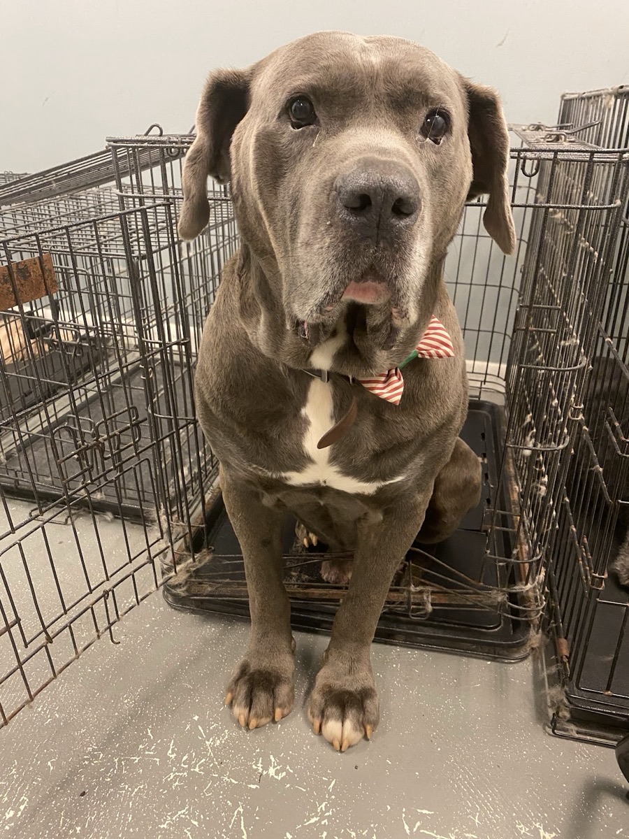 Big grey mastiff looking dapper in a striped bow tie after grooming