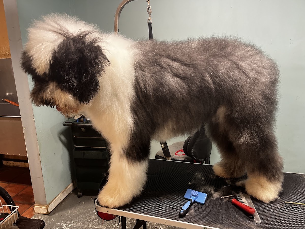 Fluffy sheepdog being groomed on the table at Doggie Style