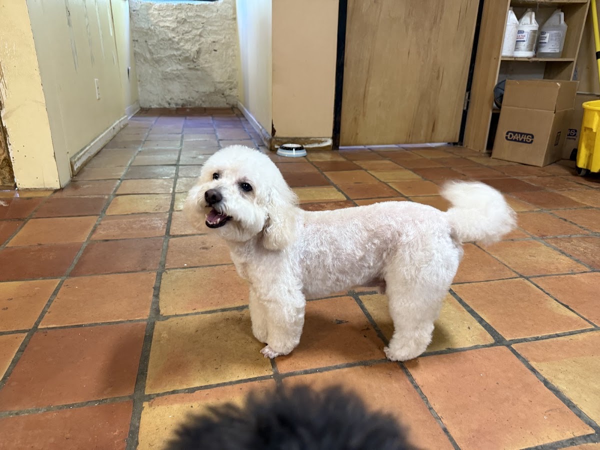 Happy white poodle mix with a fresh trim, smiling on the salon floor