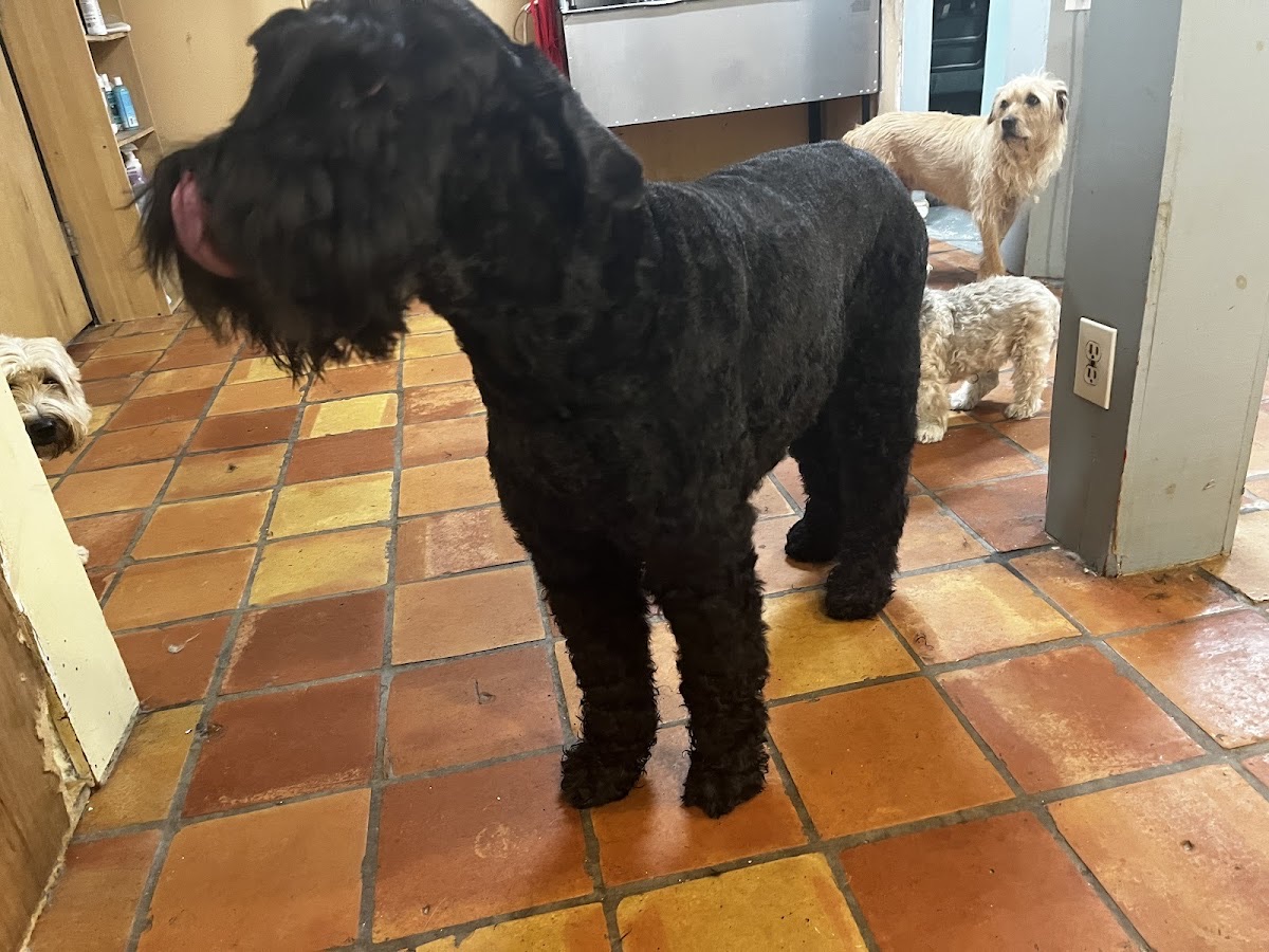A freshly-groomed dog while other pups play and wait nearby