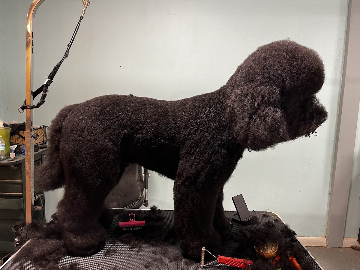 Black poodle with a crisp, freshly-groomed cut in profile