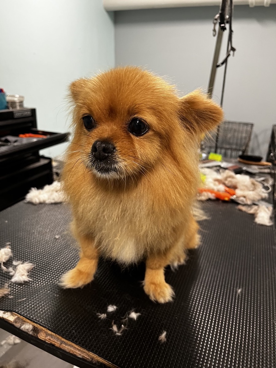 An adorable freshly-groomed Pomeranian at Doggie Style Grooming Salon in Atlanta, GA